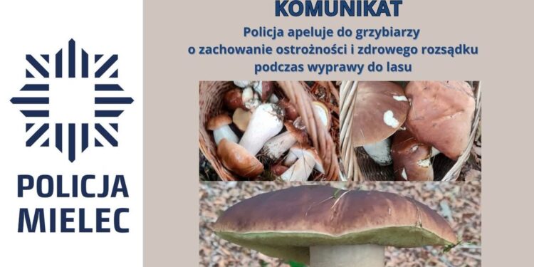 Mielec: Grzybiarze, zachowajcie ostrożność !