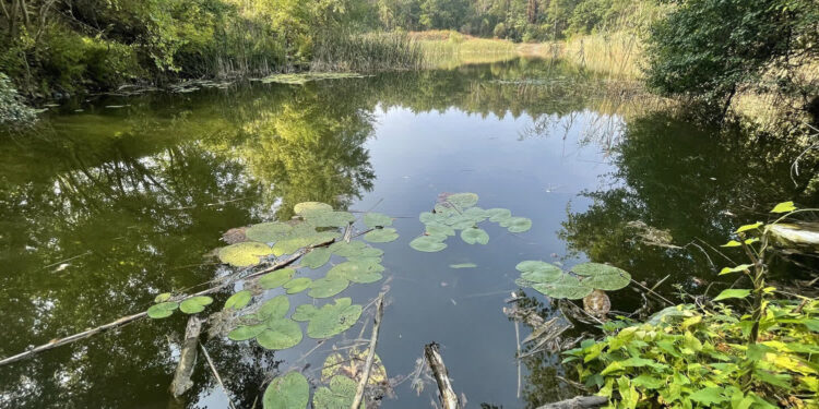 Stalowa Wola: Przetarg na przebudowę 'Kaczych dołów’ rozstrzygnięty
