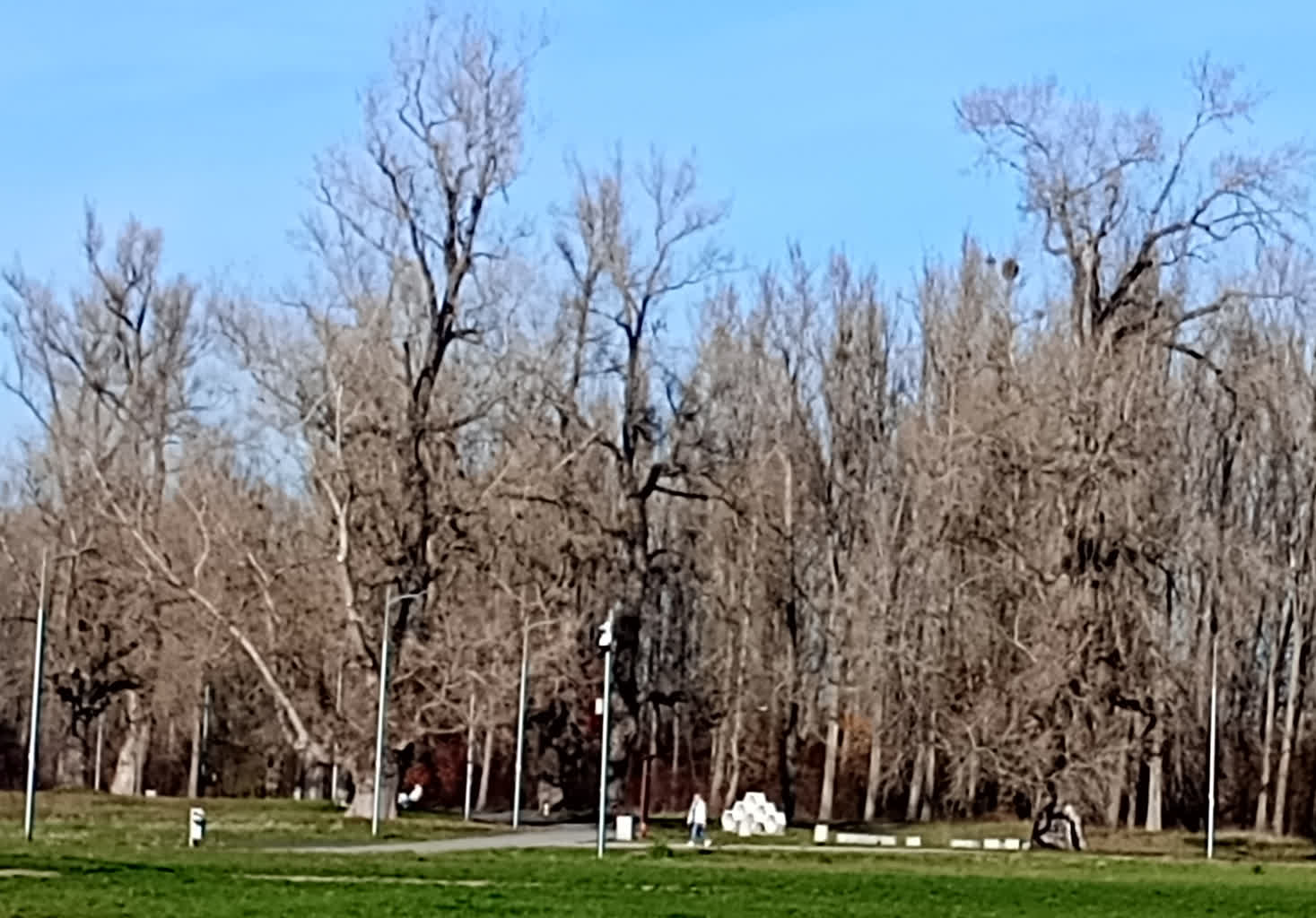 czarna topola-blonia6.jpg