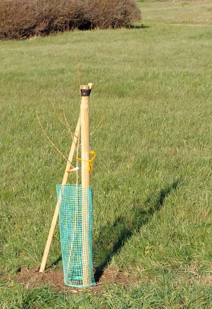 czarna topola-blonia44.jpg