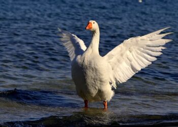 Tarnobrzeg: Pipy już nie ma