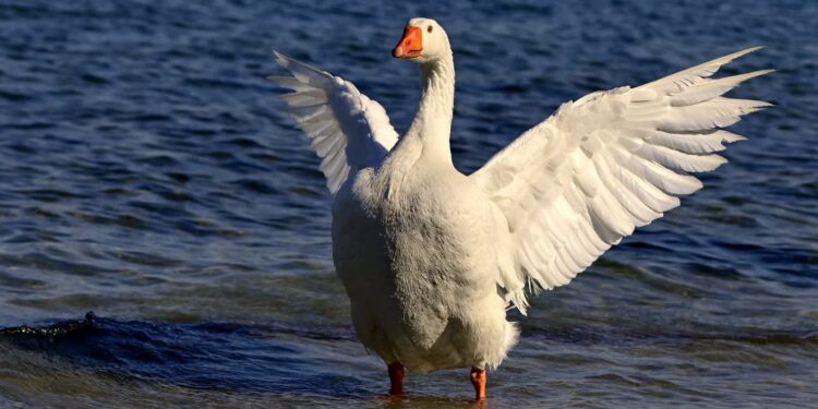 Tarnobrzeg: Pipy już nie ma