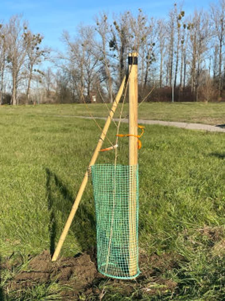 czarna topola-blonia33.jpg