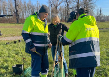 Stalowa Wola: Na Błoniach posadzili czarne topole