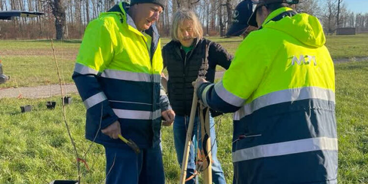 Stalowa Wola: Na Błoniach posadzili czarne topole