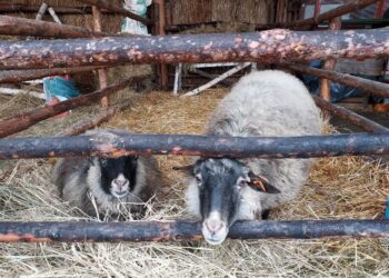 Sandomierz: Żywa szopka po raz siódmy