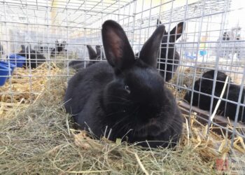 Nowa Dęba. W weekend wystawa królików wiedeńskich