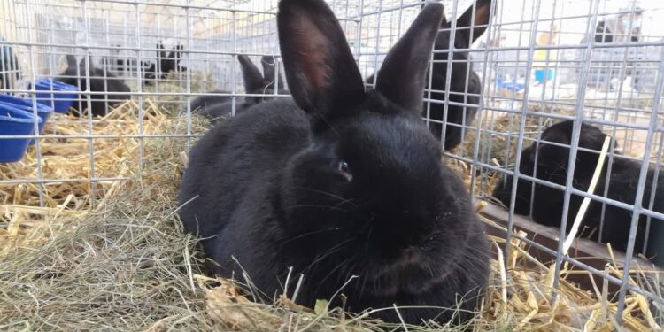 Nowa Dęba. W weekend wystawa królików wiedeńskich