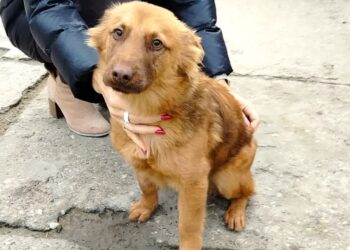 Tarnobrzeg: Możesz pomóc zwierzakom z tarnobrzeskiego schroniska!