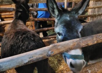 Sandomierz: Mija 800 lat od stworzenia pierwszej żywej stajenki (FOTO)