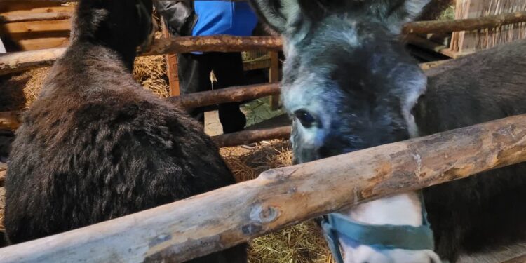 Sandomierz: Mija 800 lat od stworzenia pierwszej żywej stajenki (FOTO)