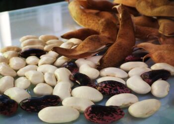 Region: Na wigilijny stół najlepsza fasola wrzawska