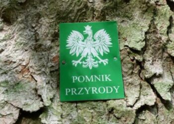 Borowa: Gmina ma swój pomnik przyrody