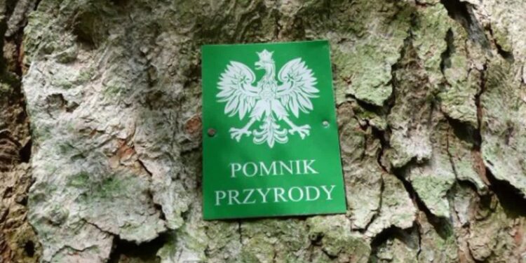 Borowa: Gmina ma swój pomnik przyrody