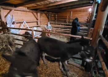 Sandomierz: Kózki i osiołki przebojem żywej szopki