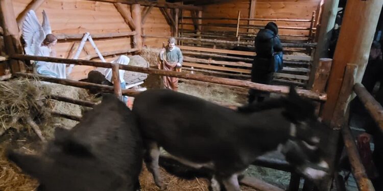 Sandomierz: Kózki i osiołki przebojem żywej szopki