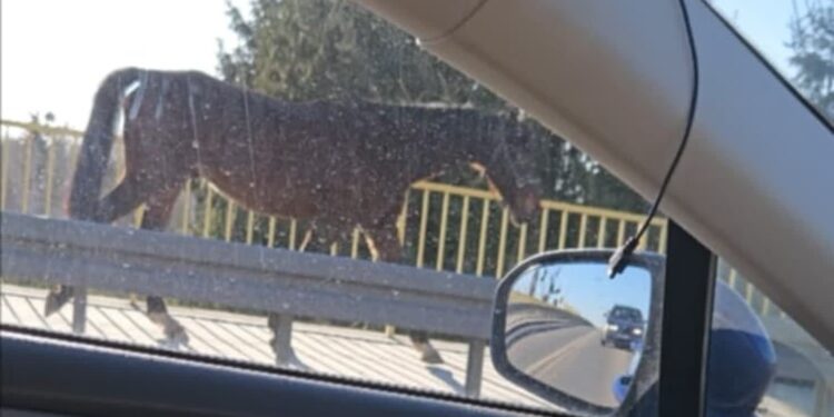 Tarnobrzeg: Koń biegał po głównej ulicy