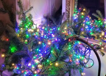 Sandomierz: Rusza odbiór uschniętych świątecznych choinek