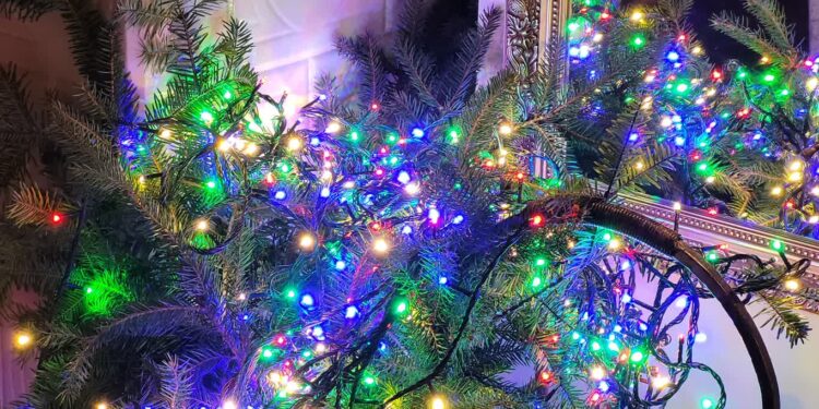 Sandomierz: Rusza odbiór uschniętych świątecznych choinek