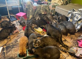 Tarnobrzeg. Zostawiła bez należytej opieki koty i swoją córkę