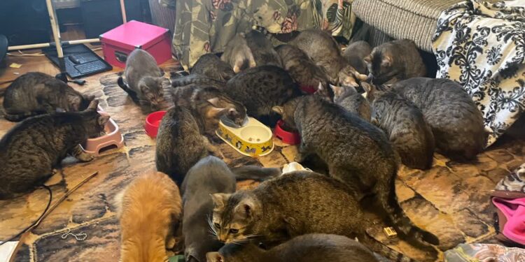 Tarnobrzeg. Koci dramat w mieszkaniu