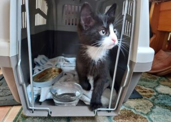 Staszów: Podziękowała policjantom za uratowanie małego kotka