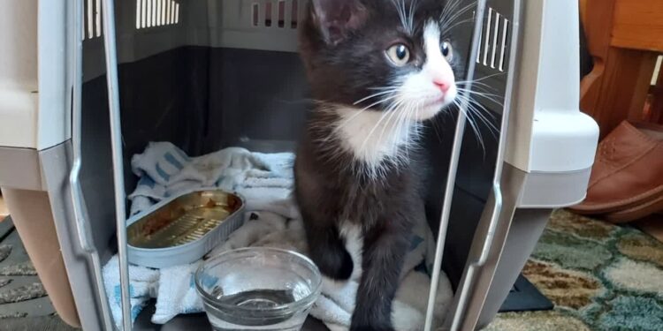 Staszów: Podziękowała policjantom za uratowanie małego kotka