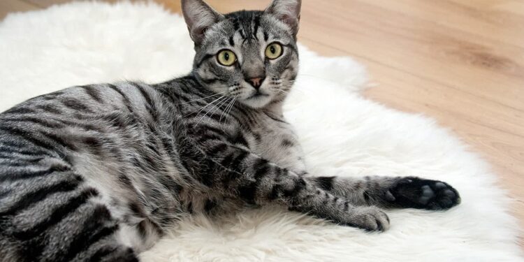 Mielec: Bijemy rekord dla kotów!