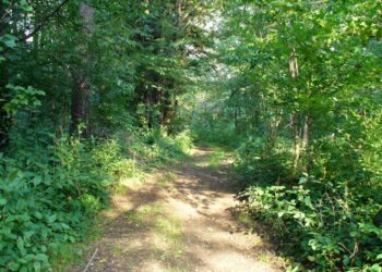 Tarnobrzeg. Chodź na spacer po Zwierzyńcu