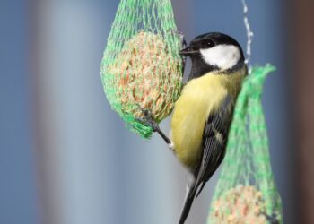 Tarnobrzeg: Dzikie zwierzęta w mieście