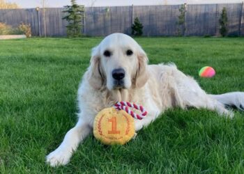 Międzynarodowy Dzień Golden Retrievera