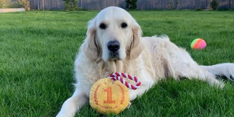 Międzynarodowy Dzień Golden Retrievera