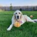 Międzynarodowy Dzień Golden Retrievera