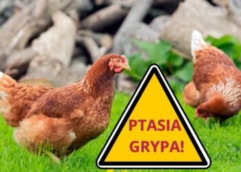 Gawłuszowice: Gawłuszowice chronią się przed ptasią grypą