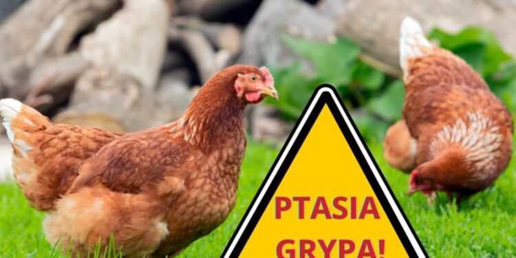 Gawłuszowice: Gawłuszowice chronią się przed ptasią grypą