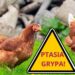Gawłuszowice: Gawłuszowice chronią się przed ptasią grypą