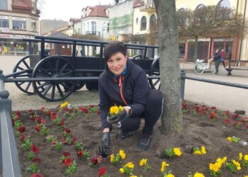 Tarnobrzeg: Sadzą bratki