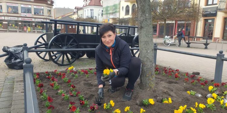 Tarnobrzeg: Sadzą bratki