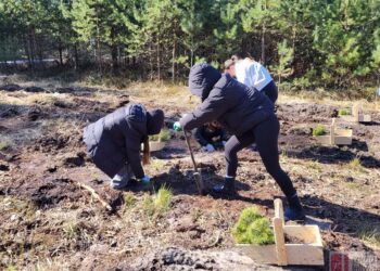 Nowa Dęba. Uczniowie sadzili las