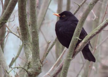 Tarnobrzeg: W parku ptasie trele. Idzie wiosna