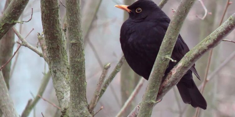 Tarnobrzeg: W parku ptasie trele. Idzie wiosna