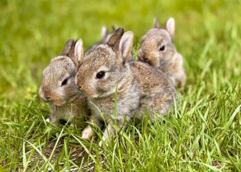 Tarnobrzeg: Idziesz z psem na spacer poza obszar zabudowany? Trzymaj pupila na smyczy!
