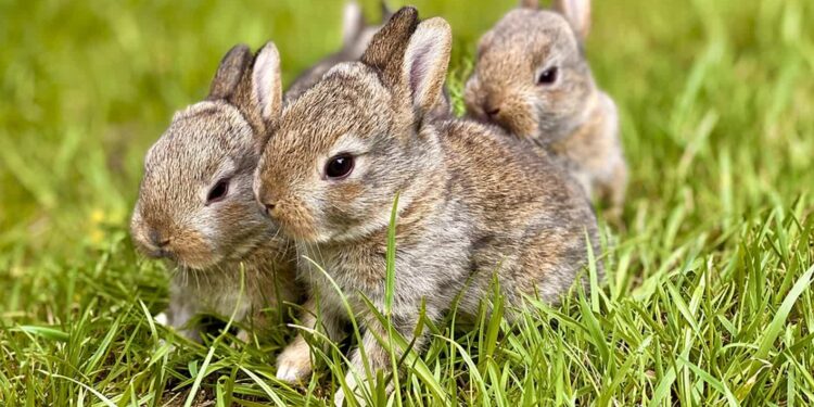 Tarnobrzeg: Idziesz z psem na spacer poza obszar zabudowany? Trzymaj pupila na smyczy!