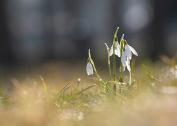 Tarnobrzeg: Szukaj wiosny z PTTK „Siarkopol”