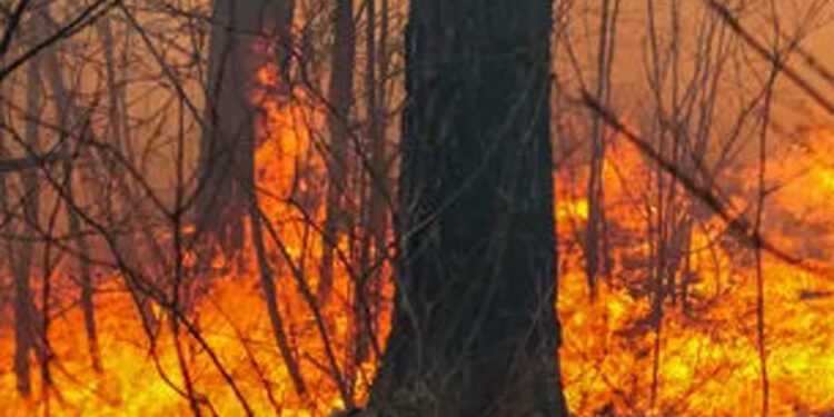 Stalowa Wola: Od wypalanych traw zajął się las – w powiecie drastycznie wzrosła ilość pożarów