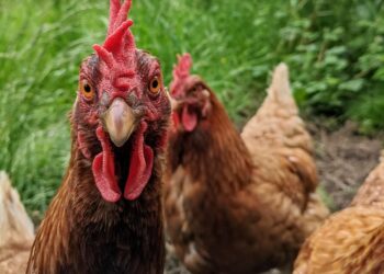 Tarnobrzeg: Apel do rolników z naszego regionu. Chodzi o drób