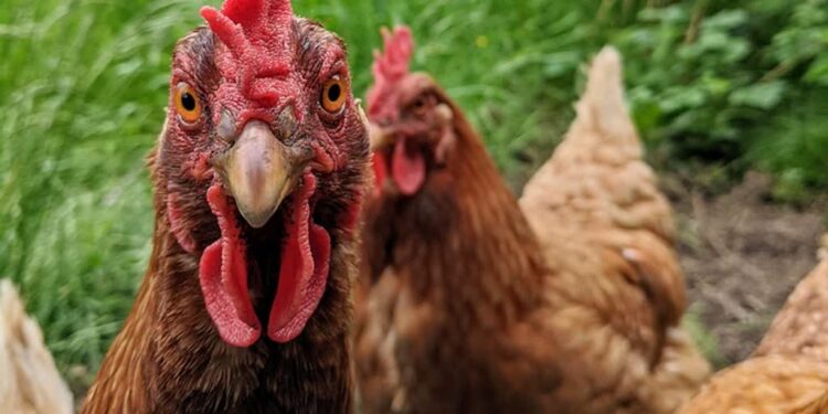 Tarnobrzeg: Apel do rolników z naszego regionu. Chodzi o drób