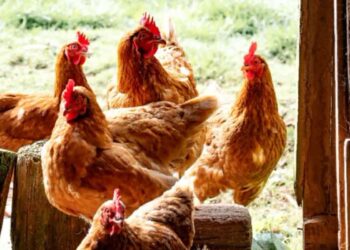 Staszów: Drugie ognisko rzekomego pomoru drobiu na terenie powiatu