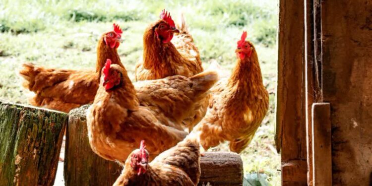 Staszów: Drugie ognisko rzekomego pomoru drobiu na terenie powiatu