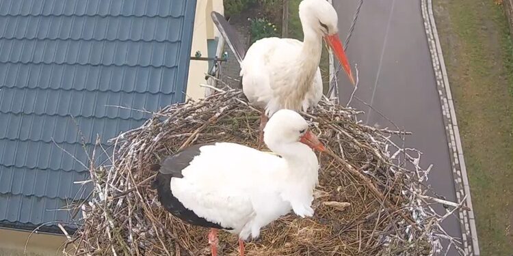 Borowa: Big Brother u bocianów….